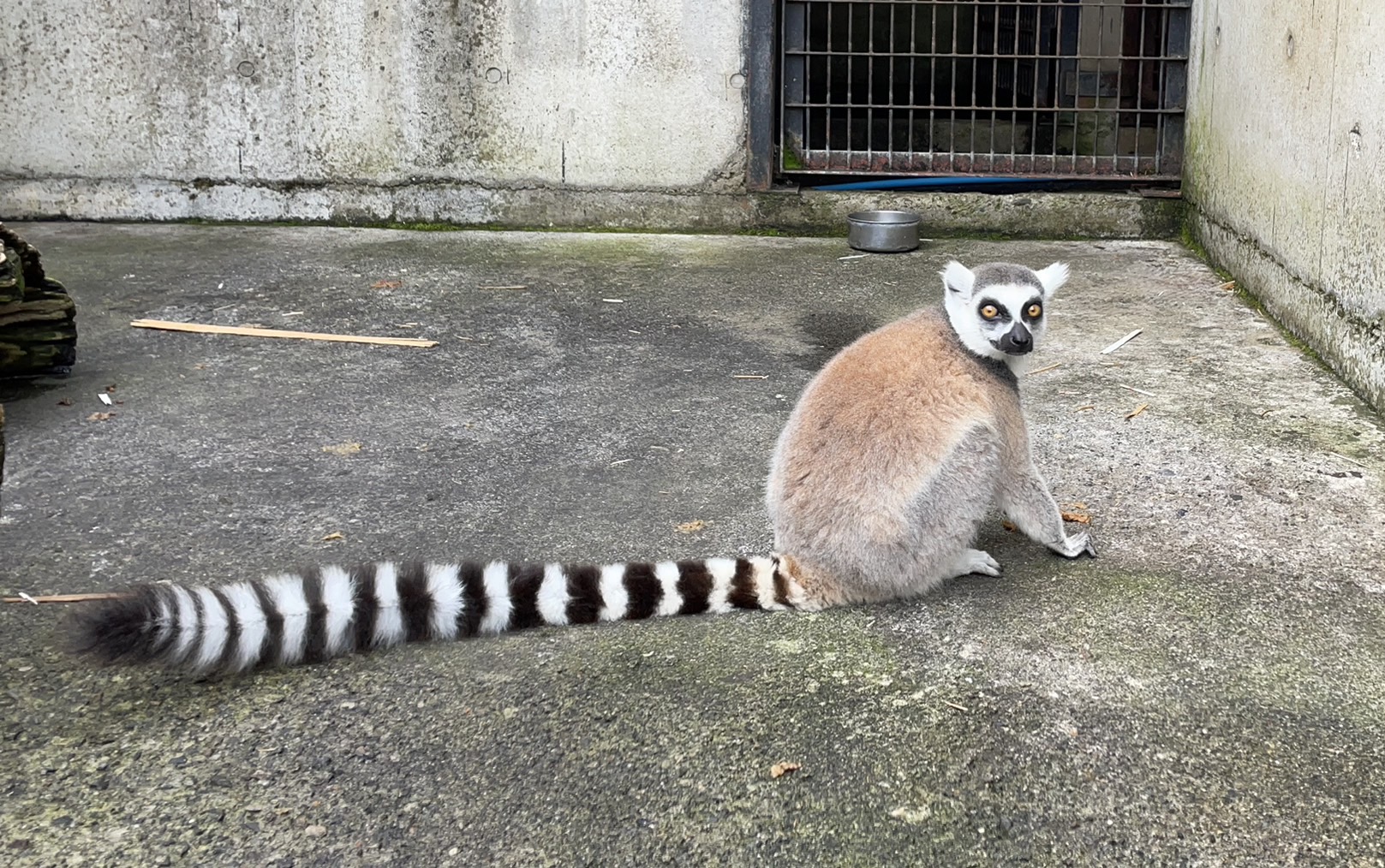 ワオキツネザル【宇都宮動物園『みんなで作る動物マップ』】 - 宇都宮